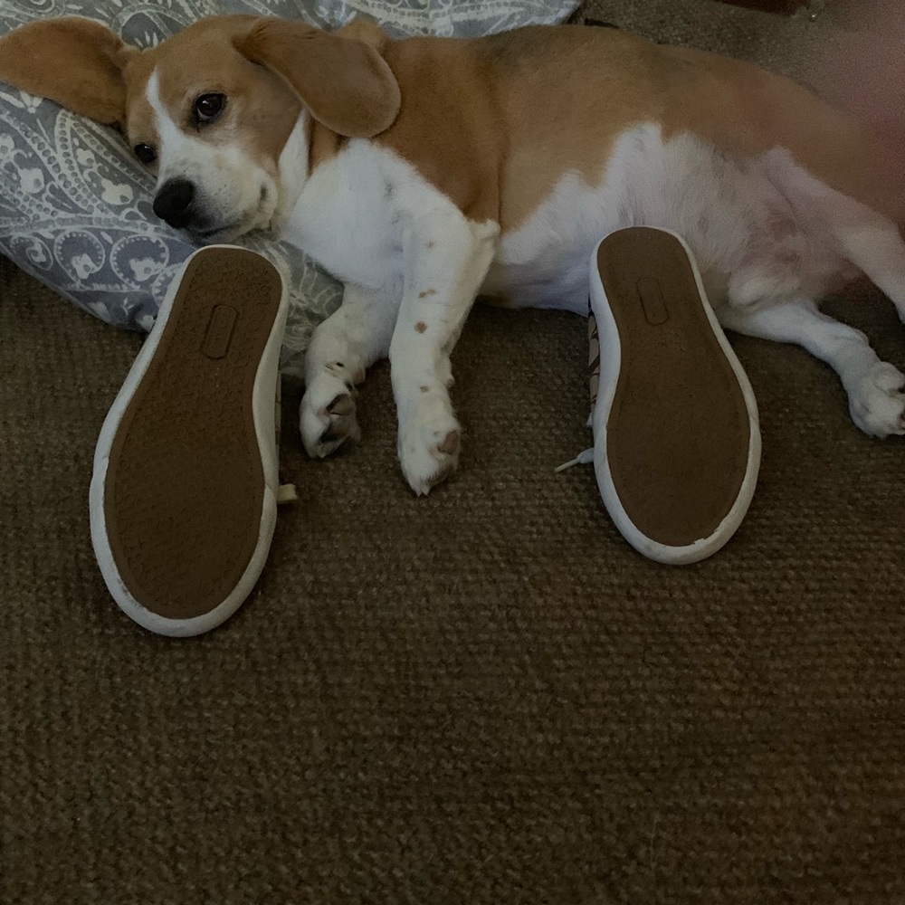 COACH sneakers - Picture 4 of 6